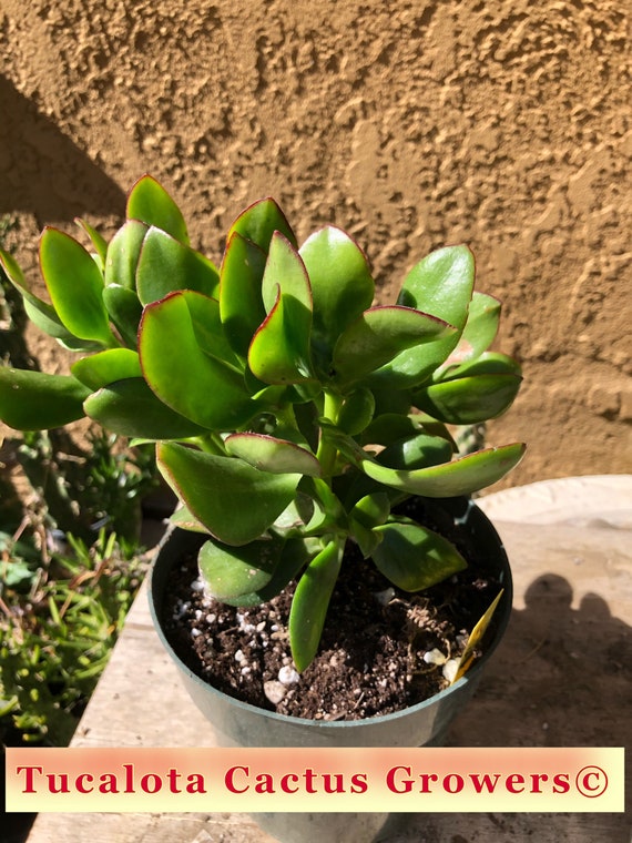 Crassula Ovata obliqua Propeller Jade 7T 7W 6Y Cactus Etsy