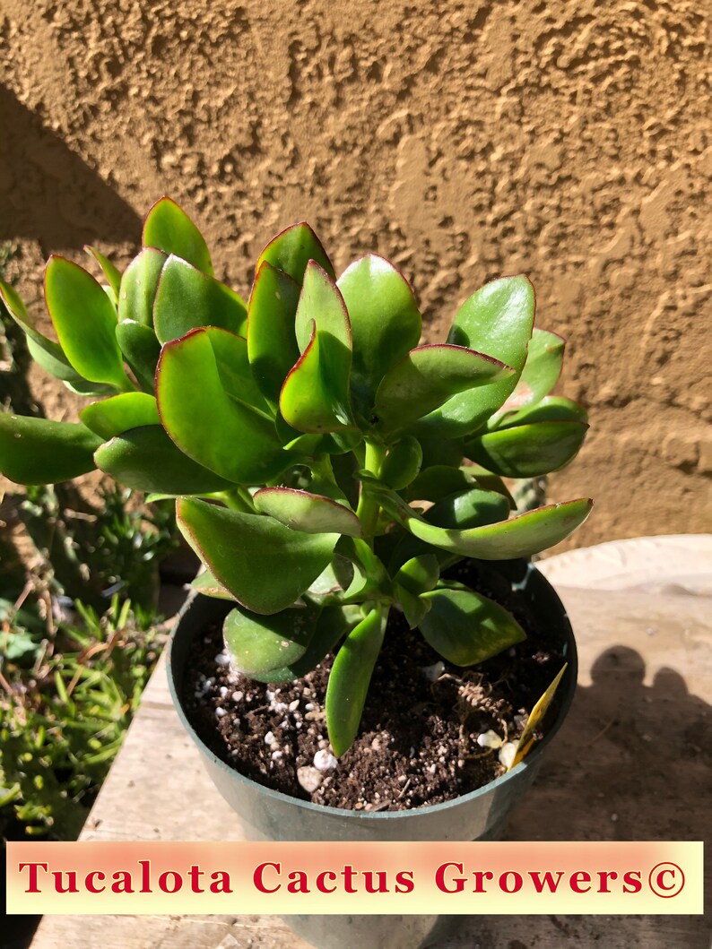 Crassula Ovata obliqua Propeller Jade 7T 7W 6Y Cactus Etsy