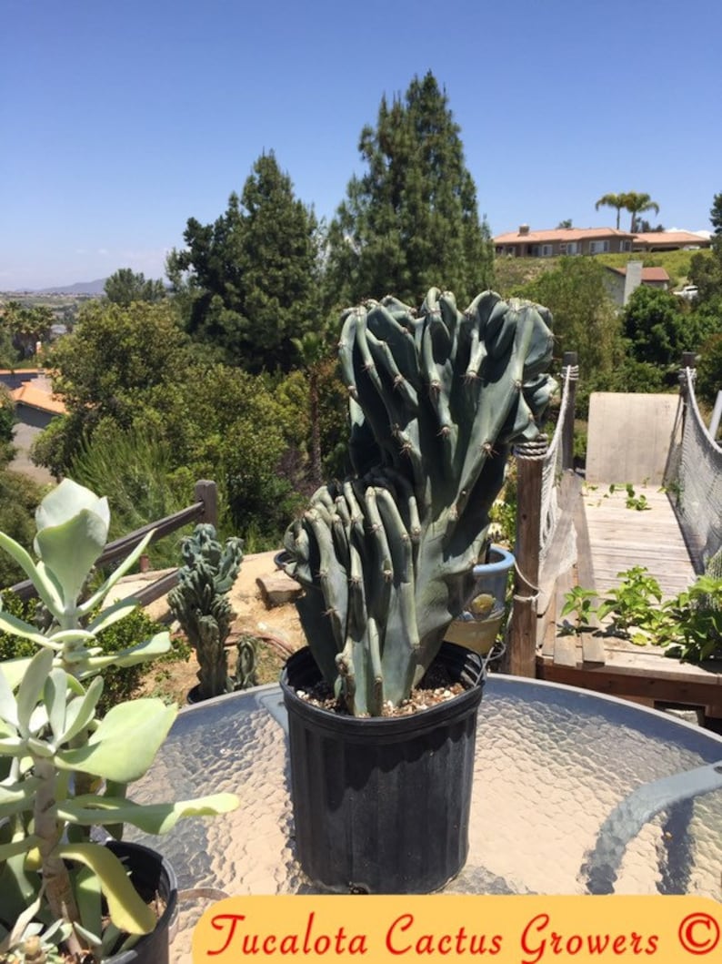 Cereus Peruvianus Monstrose Night Blooming Large 19 T 12W Specimen Rooted You will receive the plant from the pictures Healthy Gorgeous 6W