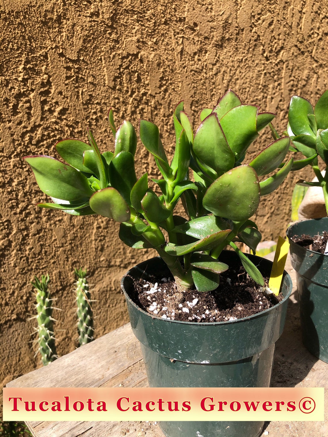 Crassula Ovata obliqua Propeller Jade 7T 7W 6Y Cactus Etsy