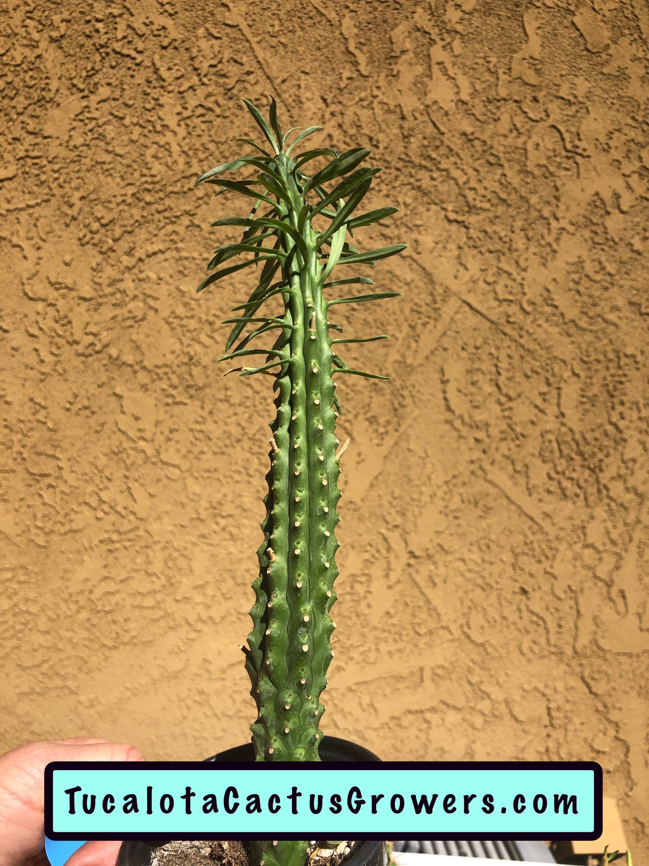 Euphorbia loricata African Palm Tree 11T 2B Etsy