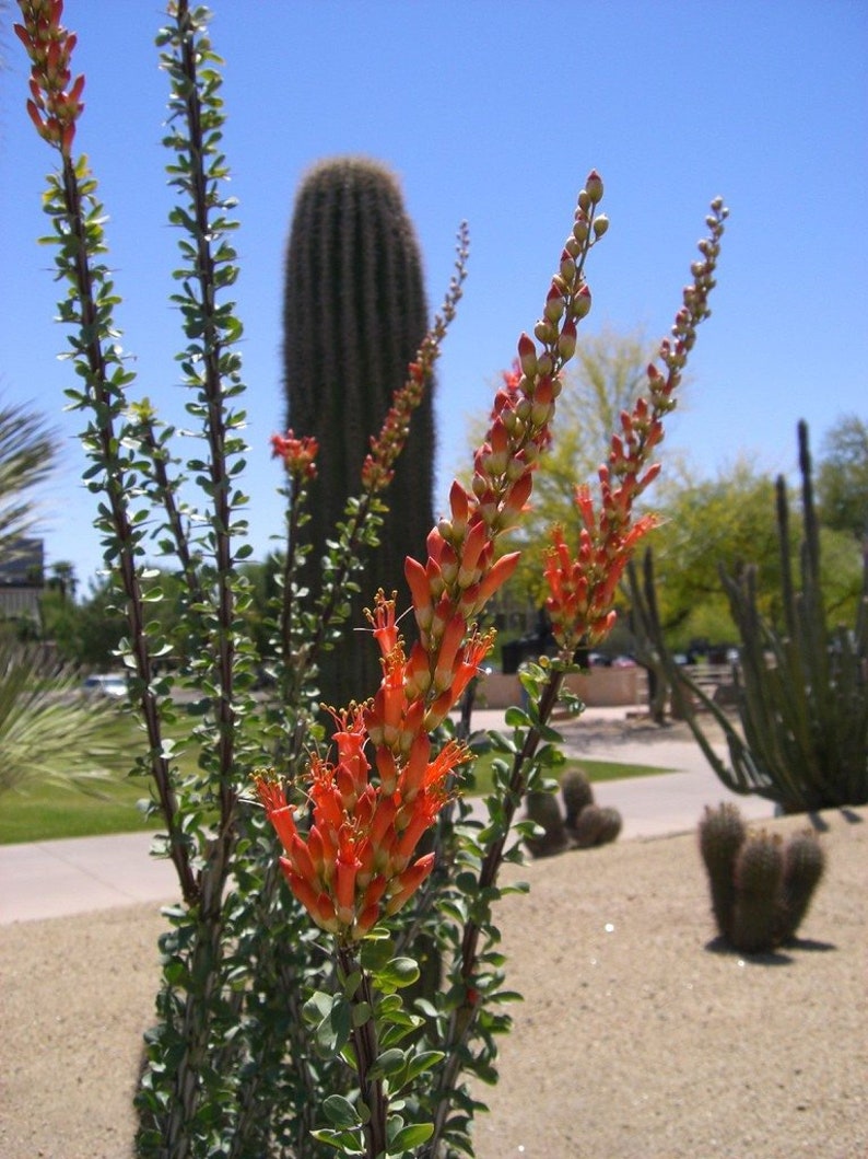 False Ocotillo Alluaudia Procera 9Tall 9G Etsy
