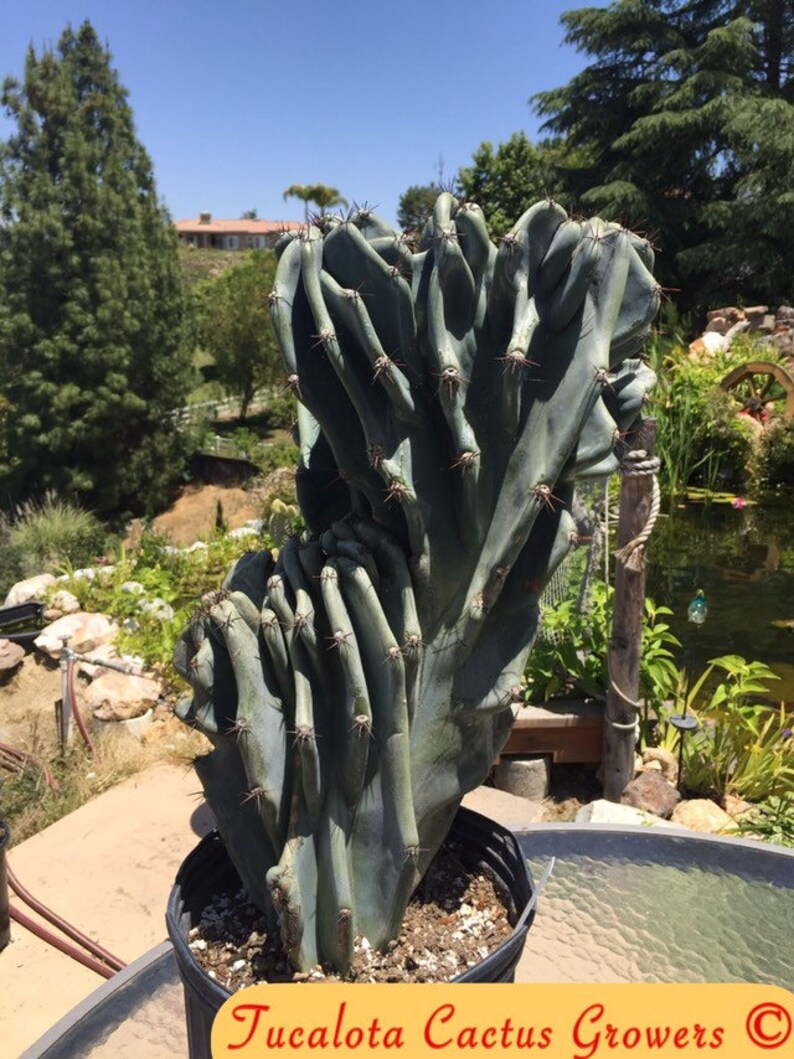 Cereus Peruvianus Monstrose Night Blooming Large 19 T 12W Specimen Rooted You will receive the plant from the pictures Healthy Gorgeous 6W