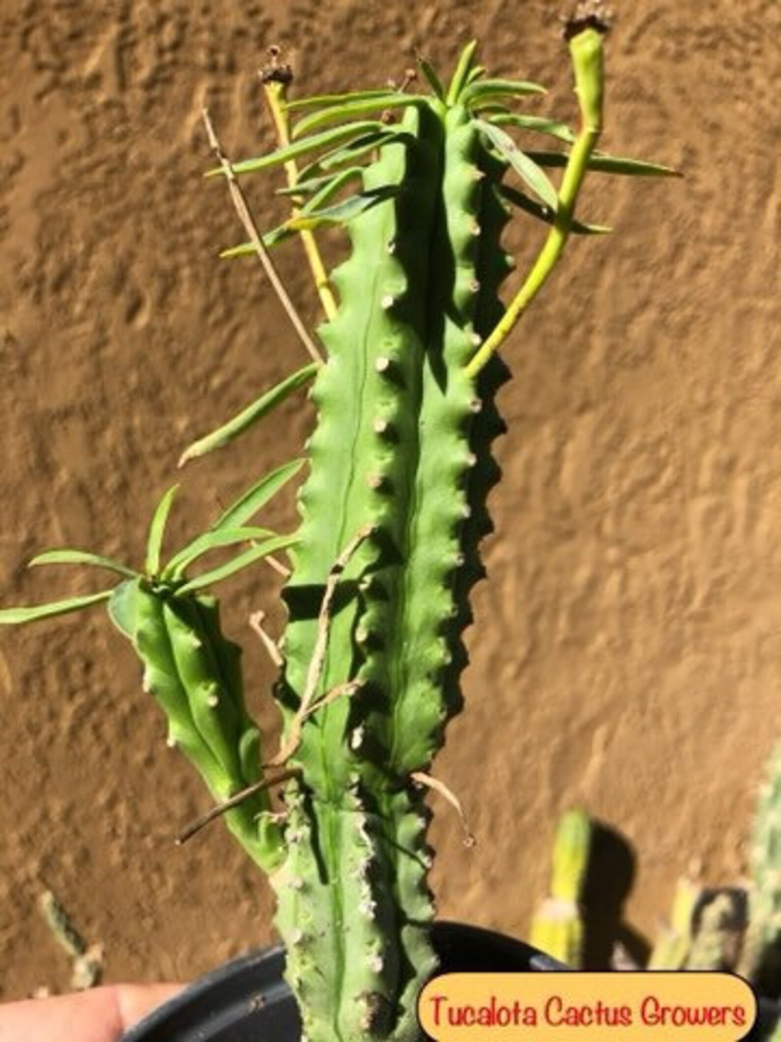 Euphorbia loricata African Palm Tree 7.5Tall 7R Etsy