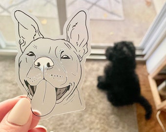 peluche american stanford