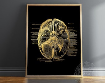 Human Brain Anatomy Foil Print - Greys Anatomy - Doctors Office Decor ...