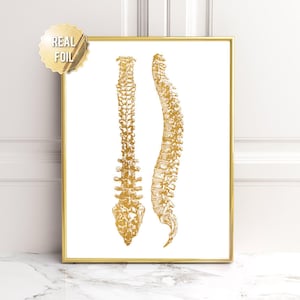 Chiropractor Gift - Chiropractor Art - Chiropractor Student Gift - Chiropractor Wall Art - Chiropractor Assistant Gift - Spine Anatomy Art