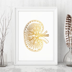 Kidney Transplant Gift - Kidney Donor Gift Ideas - Kidney Transplant Survivor Gifts - Gift for Transplant Recipients - Kidney Anatomy Art