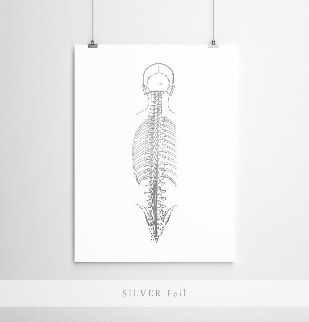 Chiropractic Art Chiropractic Poster Chiropractic Wall Art Etsy