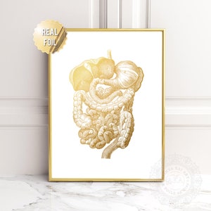 Digestive Tract ~ Real Gold Foil Print ~ Human Anatomy Art Digestive System Organs ~ Anatomy Print Medical Wall Decor ~ Gold Silver Copper