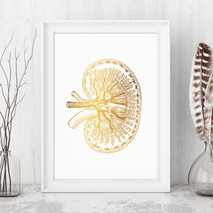 Arte anatomica del rene umano - Decorazione per studio medico - Regalo per medico di nefrologia - Stampa di nefrologia urologica - Stampa anatomica in lamina d'oro reale