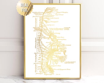 May include: A gold foil print of a detailed anatomical illustration of the human nervous system. The illustration shows the spinal cord and the branching nerves that extend from it. The print is framed in a gold frame.