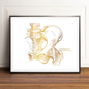 Arte mural de anatomía de la pelvis humana - Impresión en lámina dorada - Anatomía de Grey - Huesos de la pelvis, Impresión de póster de pelvis, Huesos pélvicos, Arte anatómico, Vintage