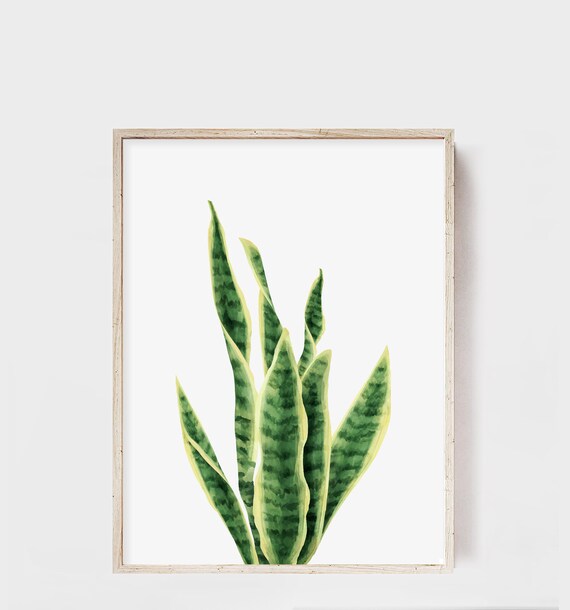 Snake Plant Print