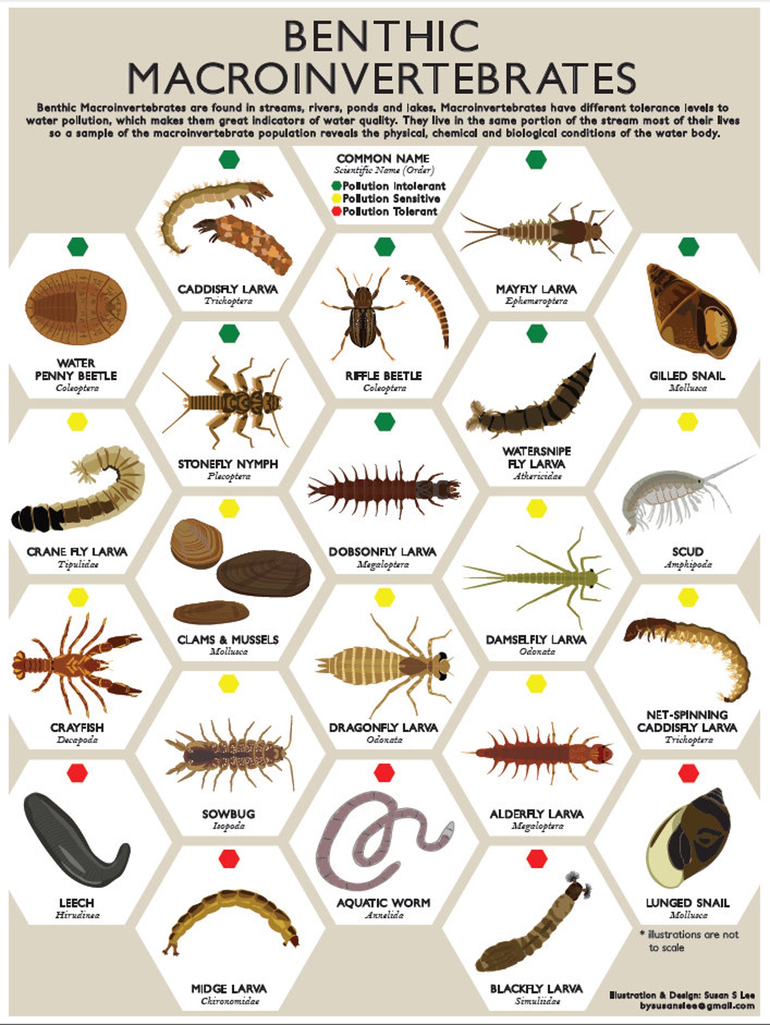 Macroinvertebrate Insect Poster Print- Environmental Education, Stream ...