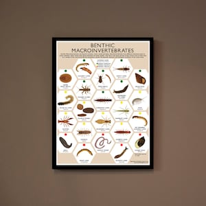 Może przedstawiać: Wykres zatytułowany "Bentoniczne Makrobezkręgowce" z ilustracjami różnych owadów wodnych i innych bezkręgowców. Wykres jest podzielony na sześciokątne komórki, z których każda zawiera ilustrację i nazwę organizmu. Wykres jest wizualnym przewodnikiem po identyfikacji powszechnych bentonicznych makrobezkręgowców.