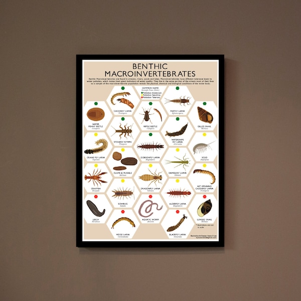 Macroinvertebrate Insect Poster Print- Environmental Education, Stream Health 18x24" DIGITAL DOWNLOAD (no hardcopy)