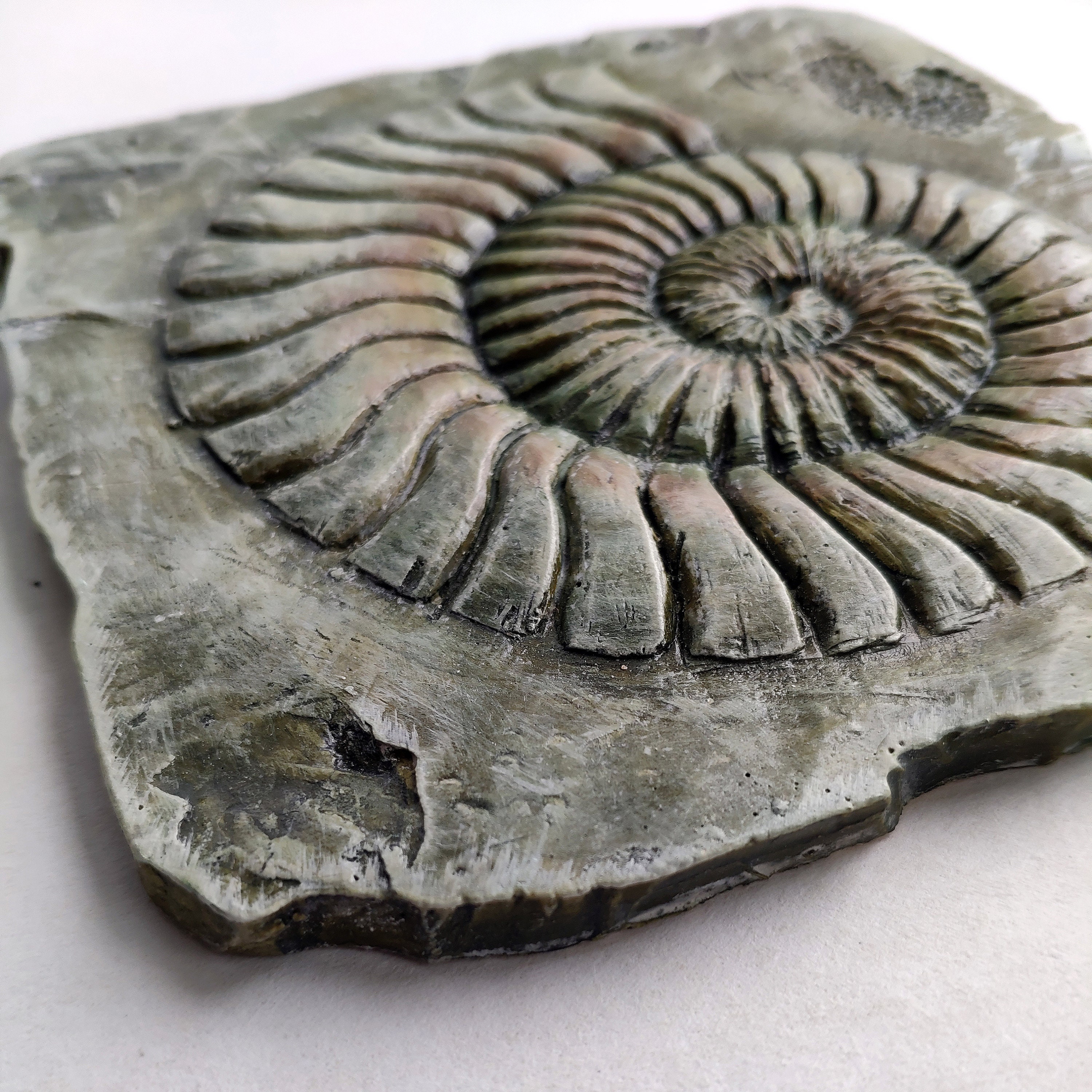 Fossil Ammonite Wall Decor Etsy