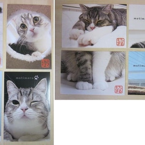 Nuevo!! set de 8 postales de gatos motimaru impresas en japon coleccion Daiso postcrossing