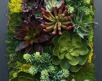 Custom made succulent wall art