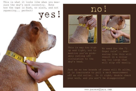 collares para perros Martingale con y - Etsy