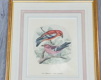 Lithographie vintage d'une paire d'oiseaux dans un cadre doré, Loxia