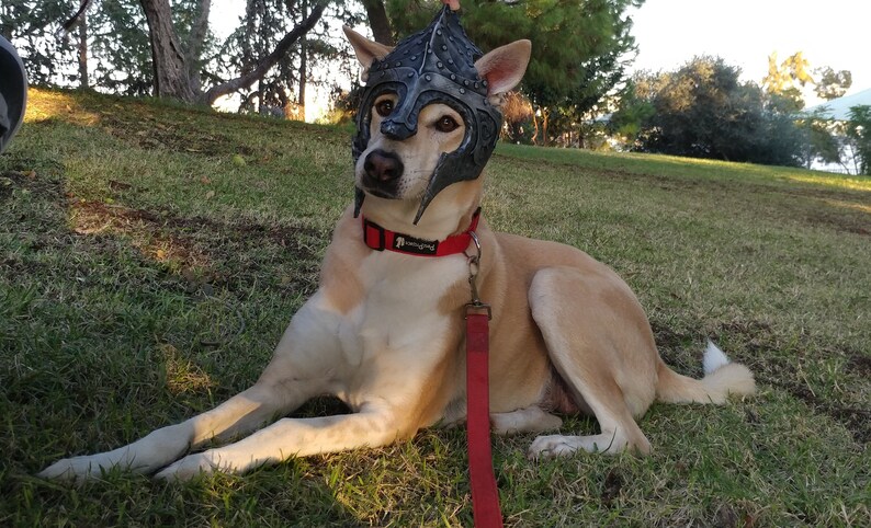 Dogs Cosplay Knight helmet