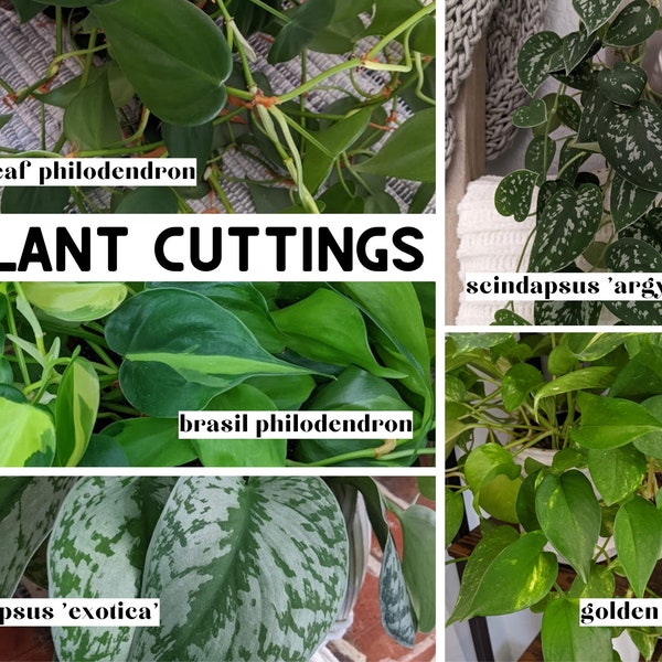 Plant Cuttings for Propagation, Propagate Pothos Stems, Rooted Houseplants, Live Indoor Plants Gifts, Propagating Philodendron Scindapsus