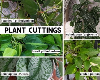 Plant Cuttings for Propagation, Propagate Pothos Stems, Rooted Houseplants, Live Indoor Plants Gifts, Propagating Philodendron Scindapsus