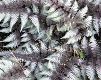 Nature photography. Multicolor fern. Photography art.