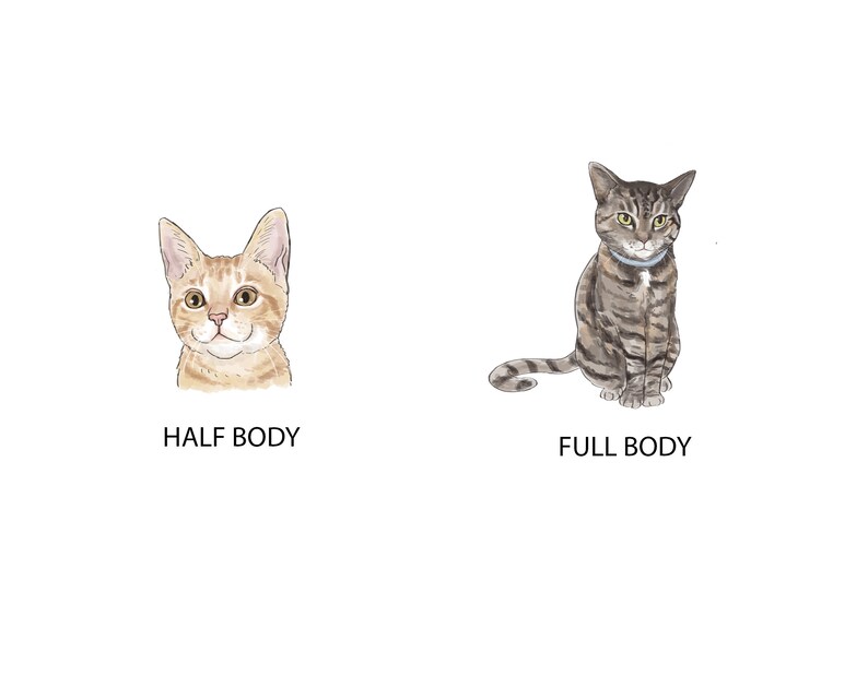 May include: Two illustrations of cats. The first image shows a close-up of a light orange tabby cat with green eyes. The second image shows a full-body illustration of a grey tabby cat with green eyes sitting on a white background.