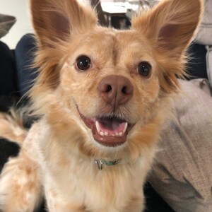 May include: A close-up of a small, light brown dog with white markings. The dog has big ears and is smiling with its mouth open, showing its teeth. The dog is wearing a light blue collar.