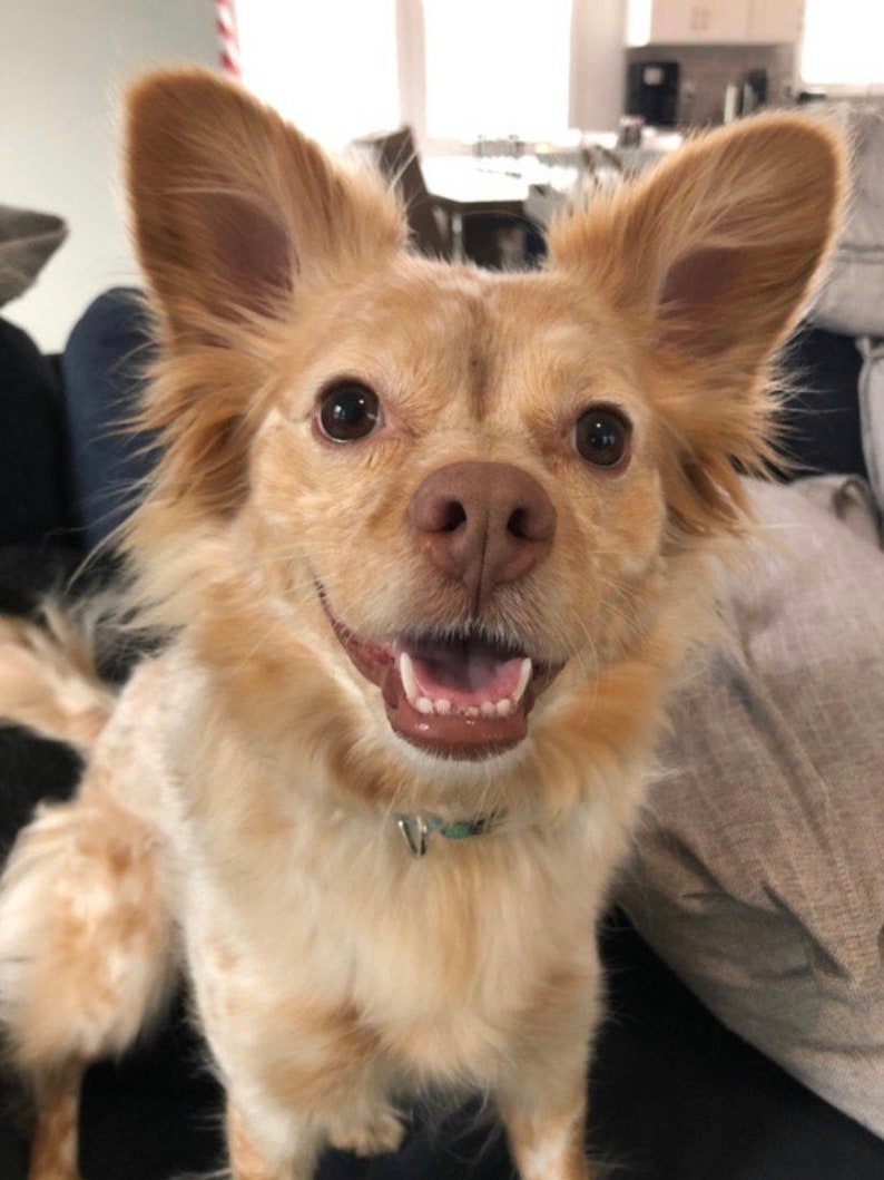May include: A close-up of a small, light brown dog with white markings. The dog has big ears and is smiling with its mouth open, showing its teeth. The dog is wearing a light blue collar.
