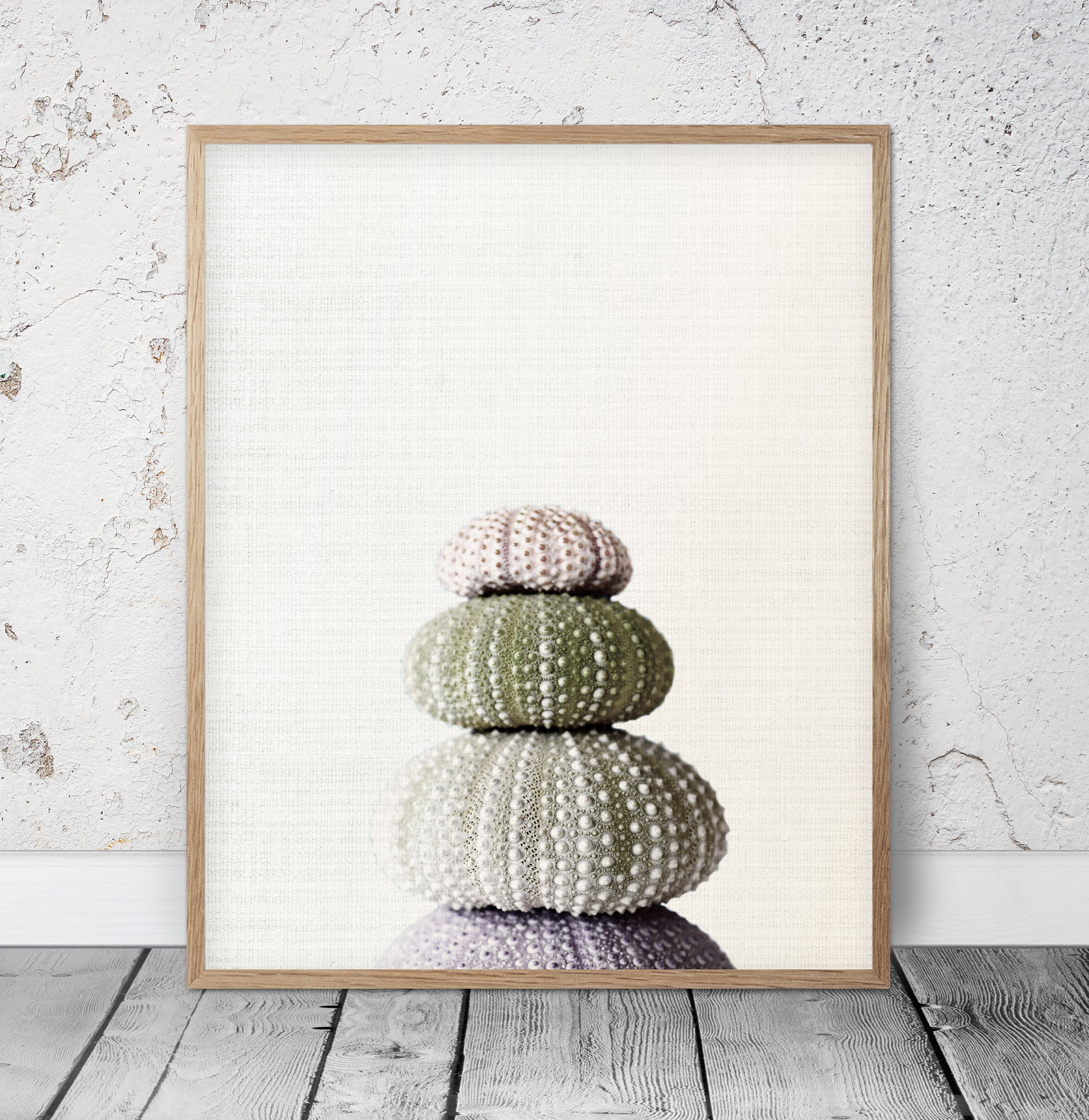 Sea Urchin Shell Print Marine Wall Art Sea Urchin Decor For Etsy