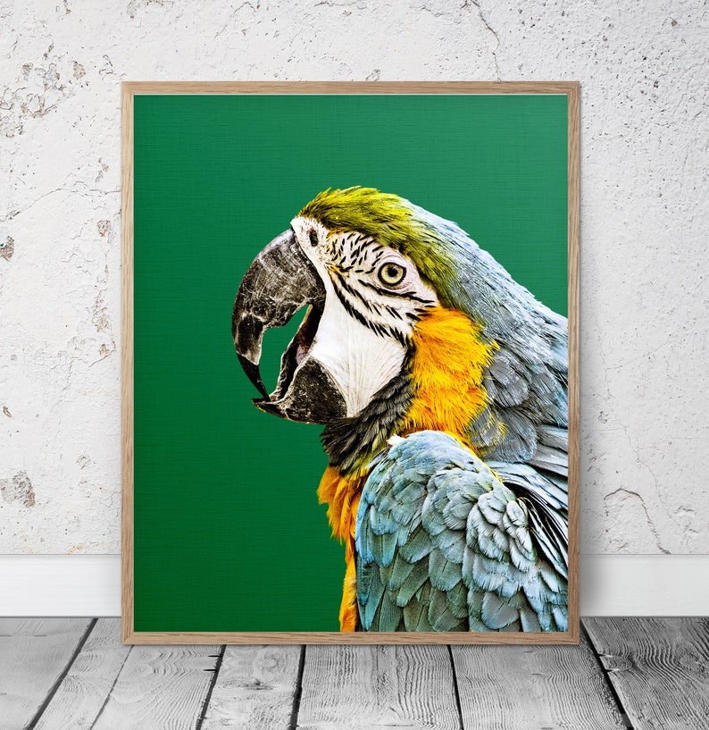 TROPICAL BIRDS MACAW PARROT ANIMAL POSTER PICTURE PRINT Sizes A5 to A0 **NEW**