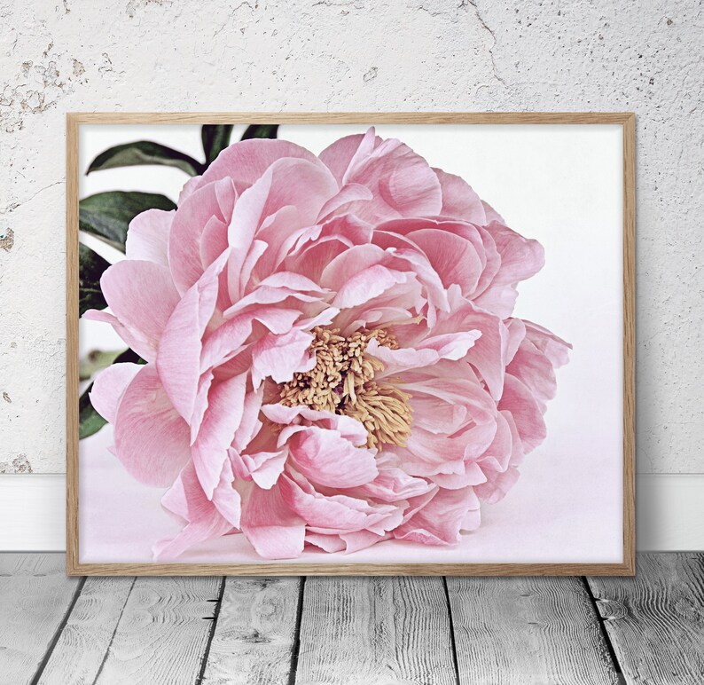Pink Peony Wall Art Flower Printable Peony Print Download Etsy