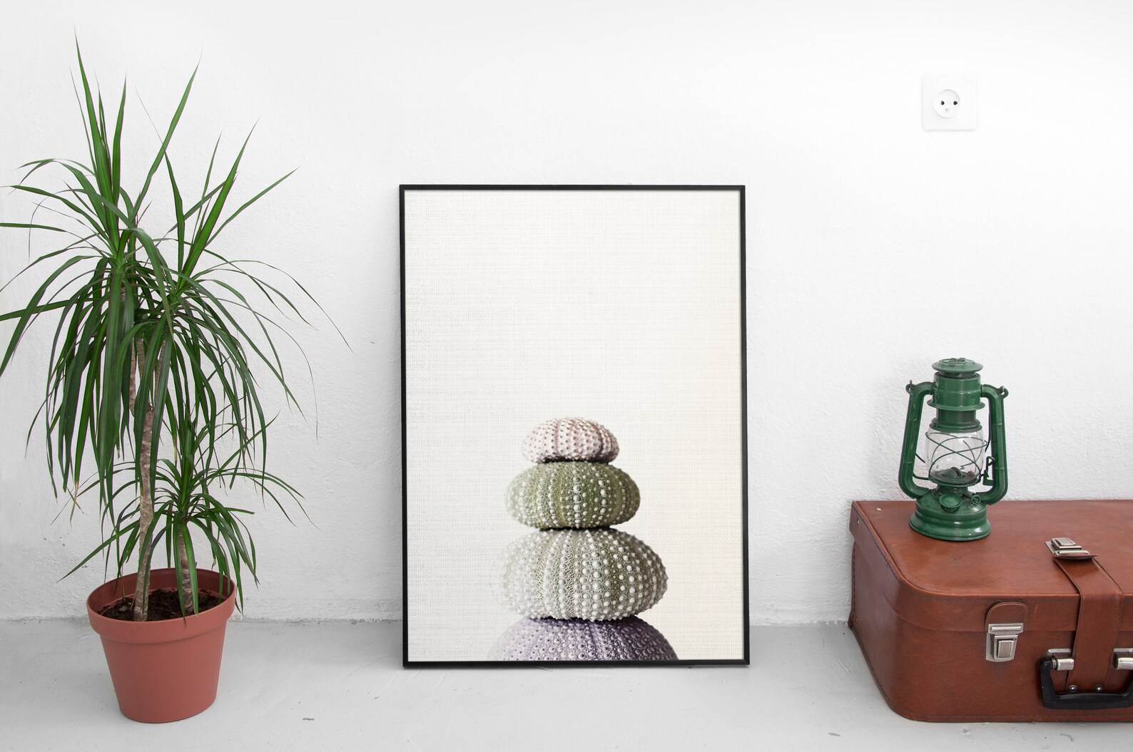 Sea Urchin Shell Print Marine Wall Art Sea Urchin Decor for | Etsy