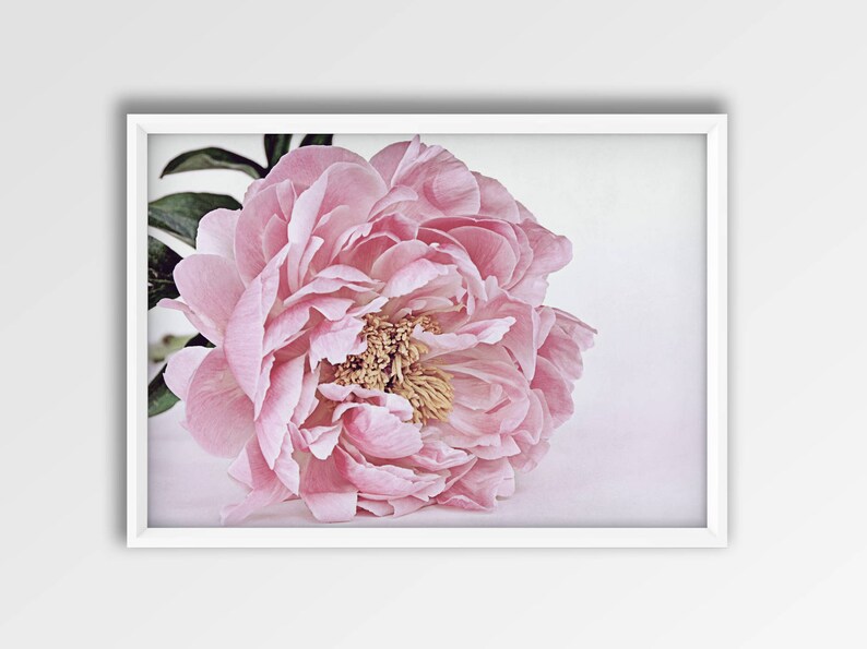 Pink Peony Wall Art Flower Printable Peony Print Download | Etsy