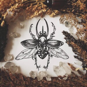 Beetle Full of Stars | fine art print | beetle illustration | dark art | entomology art | insect art | goth insect art