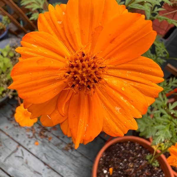 Sulphur Cosmos Seeds - Bright Lights, Vibrant gold and orange blooms, Easy to grow, long-lasting annual flowers!