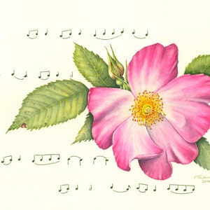 Rose Watercolor Painting, Wall Art, Giclee’ Print of Original Watercolor Painting of a Wild Rose, Flower Watercolor, Floral Art Print, 11x14