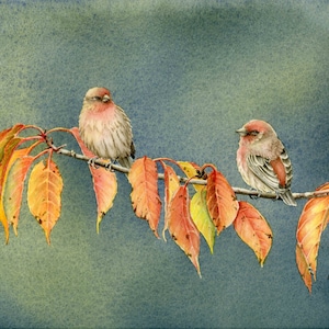 Finch Watercolor Painting, Wall Art, Giclee’ Print of Original Watercolor Painting, Bird Prints, Bird Art, 9 x 13 1/2 inches