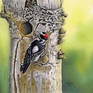 Woodpecker Watercolor Painting, Wall Art, Giclee’ Print of Original Downy Woodpecker Watercolor Painting, Bird Prints, 6.5 x 9.5 inches