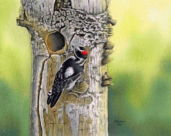 Woodpecker Watercolor Painting, Wall Art, Giclee’ Print of Original Downy Woodpecker Watercolor Painting, Bird Prints, 6.5 x 9.5 inches