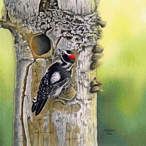 Woodpecker Watercolor Painting, Wall Art, Giclee’ Print of Original Downy Woodpecker Watercolor Painting, Bird Prints, 9 3/4 x 13 1/2 inches