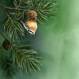 Nuthatch Watercolor Painting, Wall Art, Giclee’ Print of Original Watercolor Painting, Bird Prints, Bird Art, 8 1/2 x 13 1/2 inches