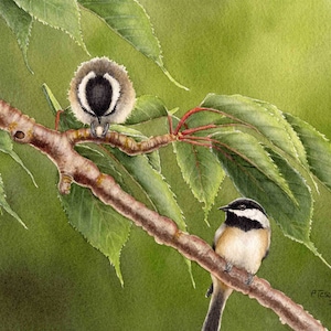 Black-Capped Chickadee Watercolor Painting, Wall Art, Giclee’ Print of Original Watercolor Painting, Bird Prints, Bird Art, 8x10 inches