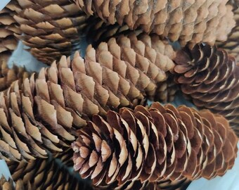 Wholesale Hemlock Pine Cones Mini size 300 pieces 