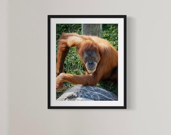 Orangutan Photography Print: Tropical Jungle Animal Wall Art (Digital Download)