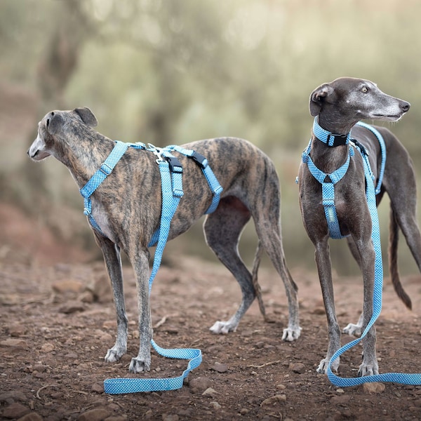 Dog harness Lola blue for Greyhound, Whippet, Piccolo, hound, all breeds! Antiescape system. This product is Tailormade especially for you.